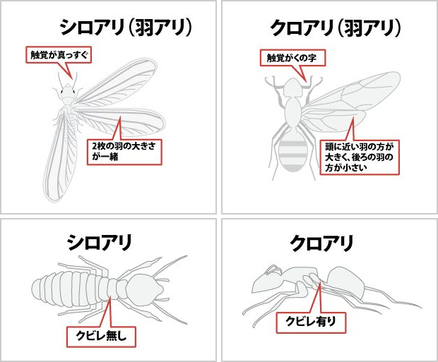 シロアリ（羽アリ）・クロアリ（羽アリ）・シロアリ・クロアリ