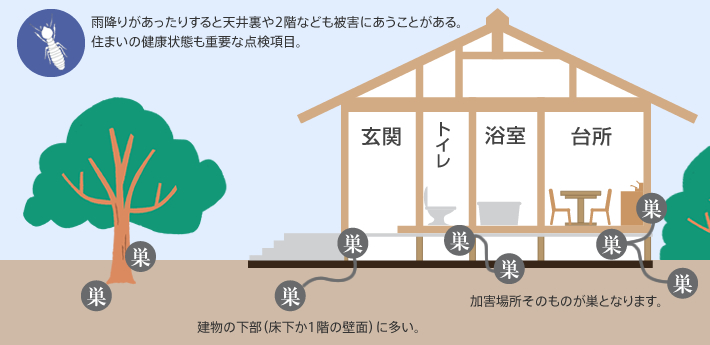 ヤマトシロアリの被害