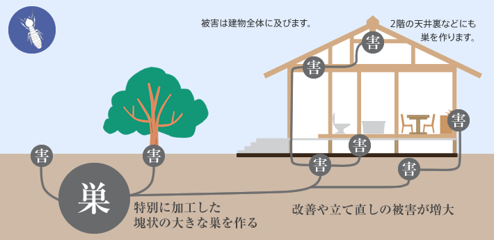 イエシロアリの生息場所