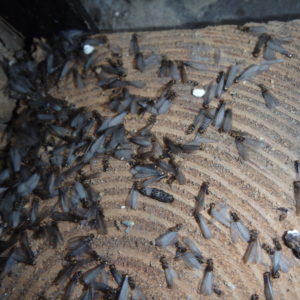 ヤマトシロアリの羽アリの群飛の季節のサムネイル
