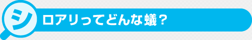 そもそもシロアリってどんな蟻？