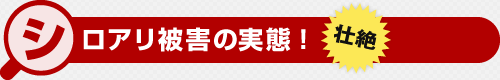 こんなにひどいの…シロアリ被害の実態！